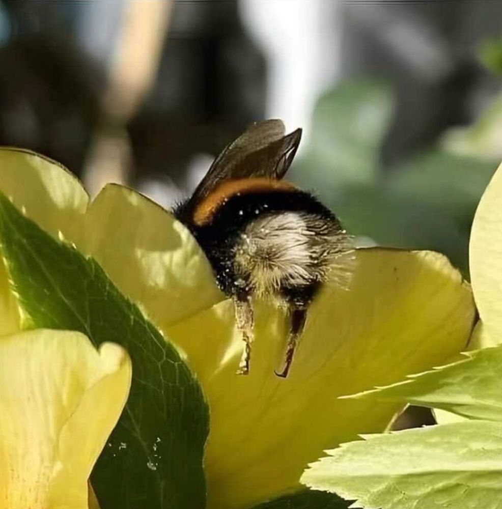 Photograph of a bee's butt sticking out from a yellow flower.