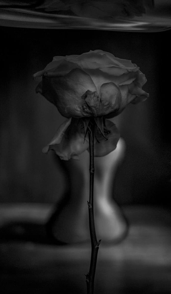 Im Vordergrund und Fokus ist eine Rose zu sehen. Im Hintergrund die Umrisse eines nackten Körpers. In schwarz weiß 