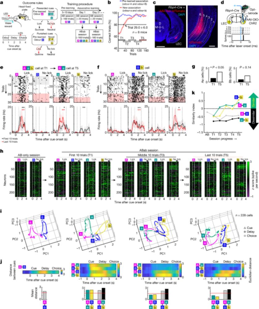 Prefrontal and lateral entorhinal neurons co-dependently learn item–outcome rules - Nature