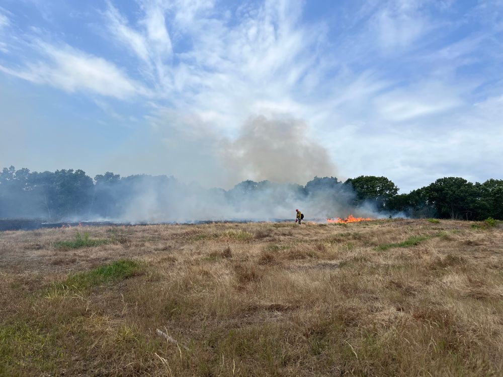 Prescribed fire at William Forward WMA in Newbury, MA