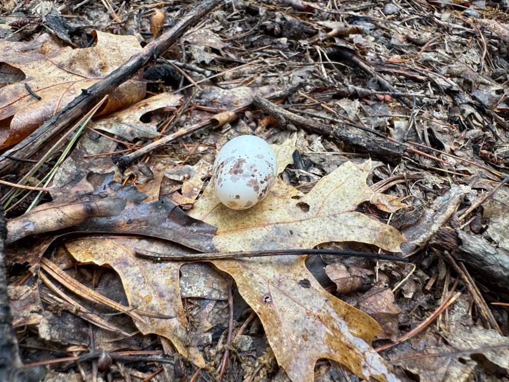 Whip-poor-will nest in charred leaf litter. 