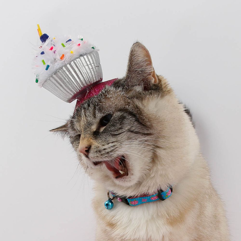A cat expresses her feelings while wearing a silly cupcake hat. 