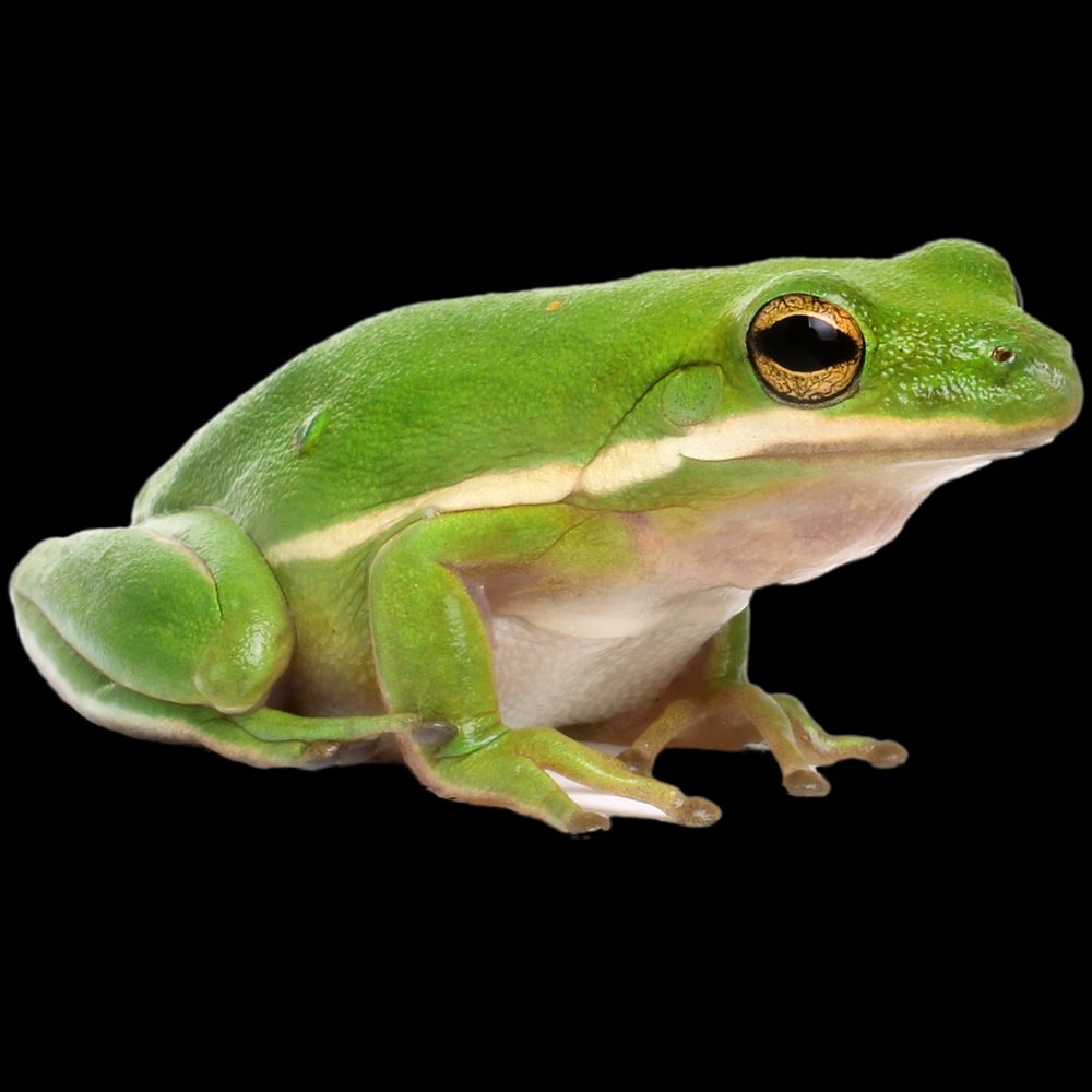 Comment image
