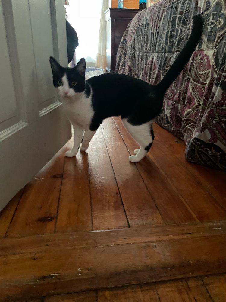 A black and white short haired cat walking near a bed. 