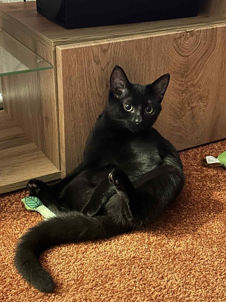 A picture of a little black kitten. She is sat in a silly position, with her back legs elevated infront of her and her front legs on her belly between them. Her tail is splayed out in front of her, and she is staring into the camera with her head slightly cocked to the side. She is sitting on an orange rug, leaning her back against a light brown wooden tv console. Surrounding her is a green leaf cat toy and a green pear cat toy.