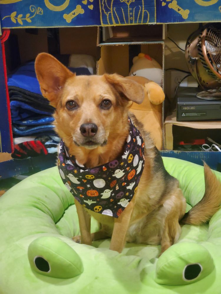A black and tan dog wearing a Halloween bandana. One of his ears is up and he is sitting in a bright green frog shaped dog bed.