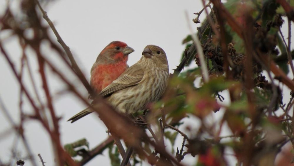 South Vancouver Island usurps Ontario region for 'Birding Capital of Canada'