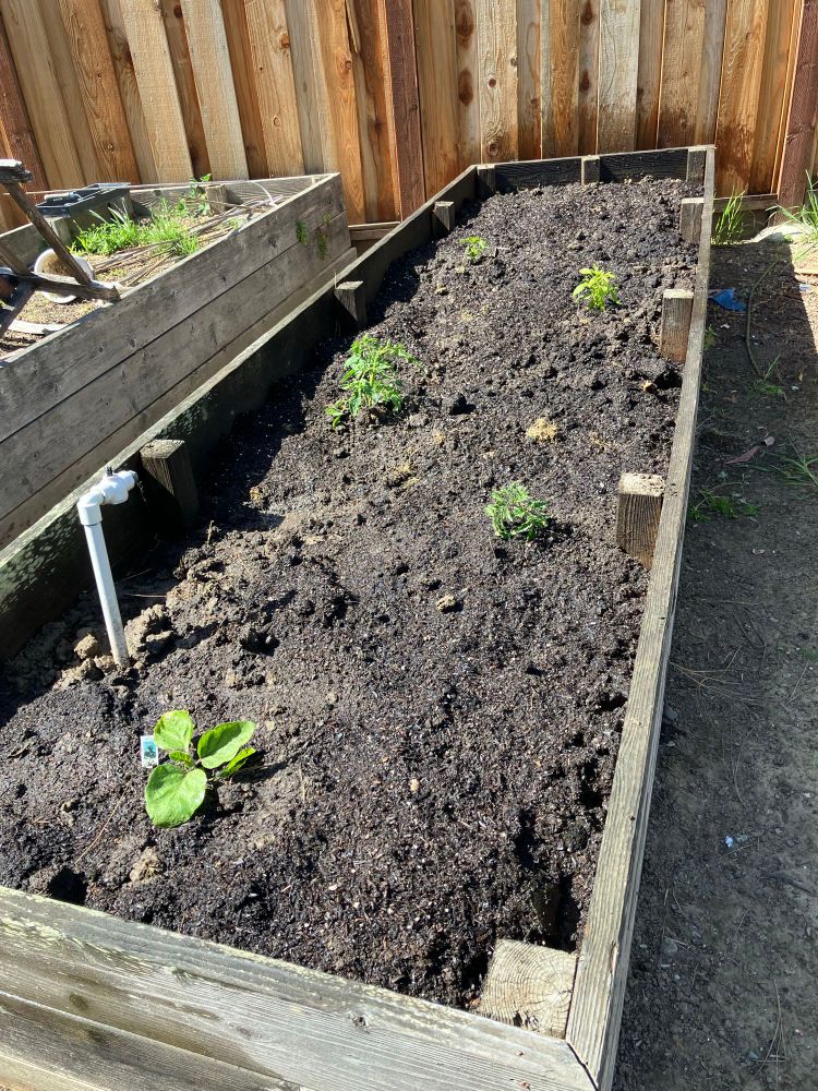 A raised bed full of recently turned earth with five green seedlings. Not pictured: five different kinds of seeds just below the soil surface.