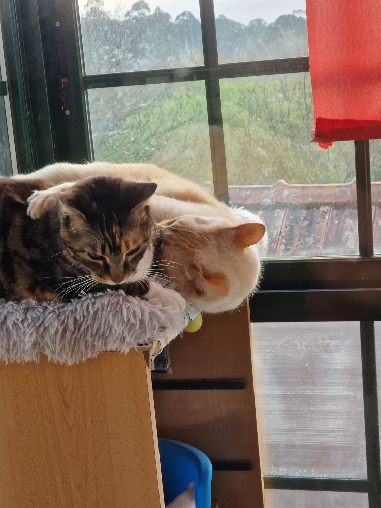 Bimbo e Lii abrazándose 