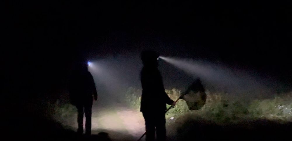 Photo of people finding Manx Shearwaters to put BTO ID rings on. 