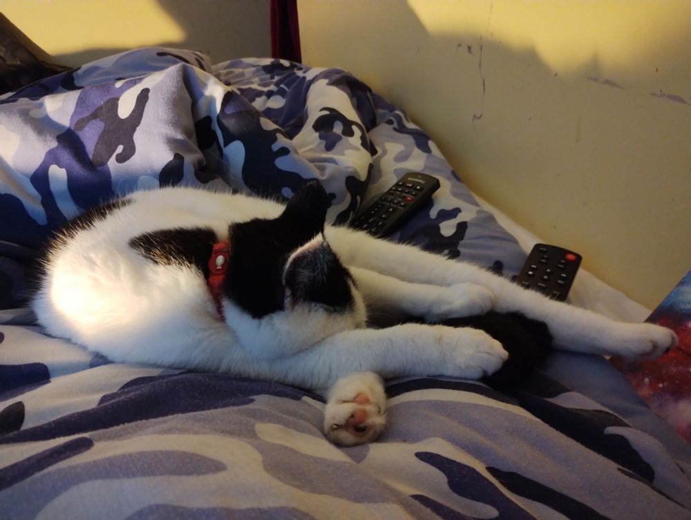 Picture of a cat on a bed fast asleep