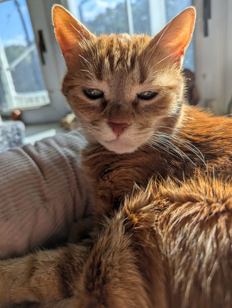 Red cat unsure if she wants to sleep or cause trouble