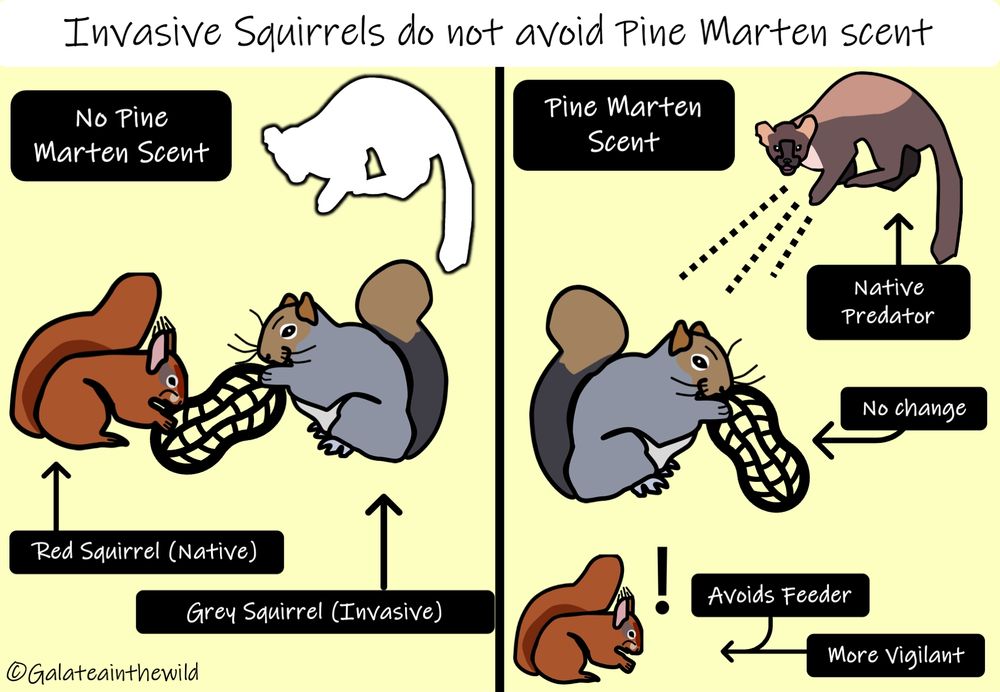 Two panel diagram. Left panel shows red (native) squirrel and grey (invasive) squirrel eating a peanut.
Right panel shows a peanut covered with Pine Marten (Native Predator) scent. The grey squirrel is eating the peanut, the red squirrel does not.  Text shows it is avoiding the feeder and behaving more vigilantly.