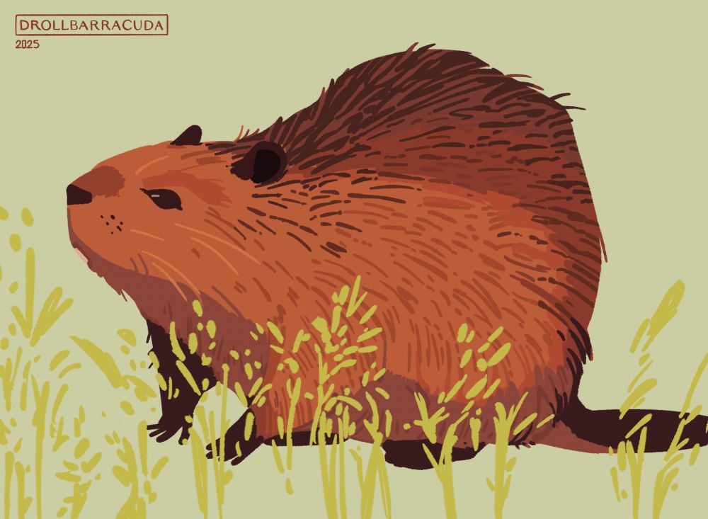 An illustration of a beaver standing amongst grasses against a light green background.