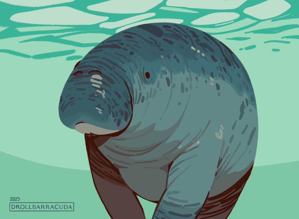 An illustration of a big round dugong floating under the water.