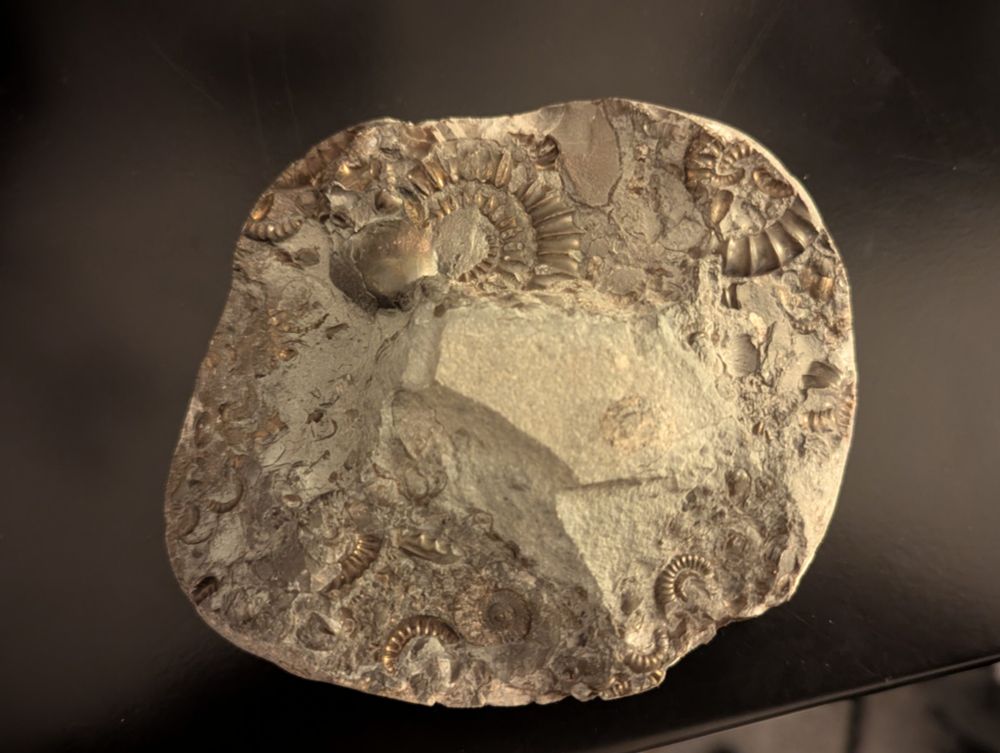 Ammonites in rock