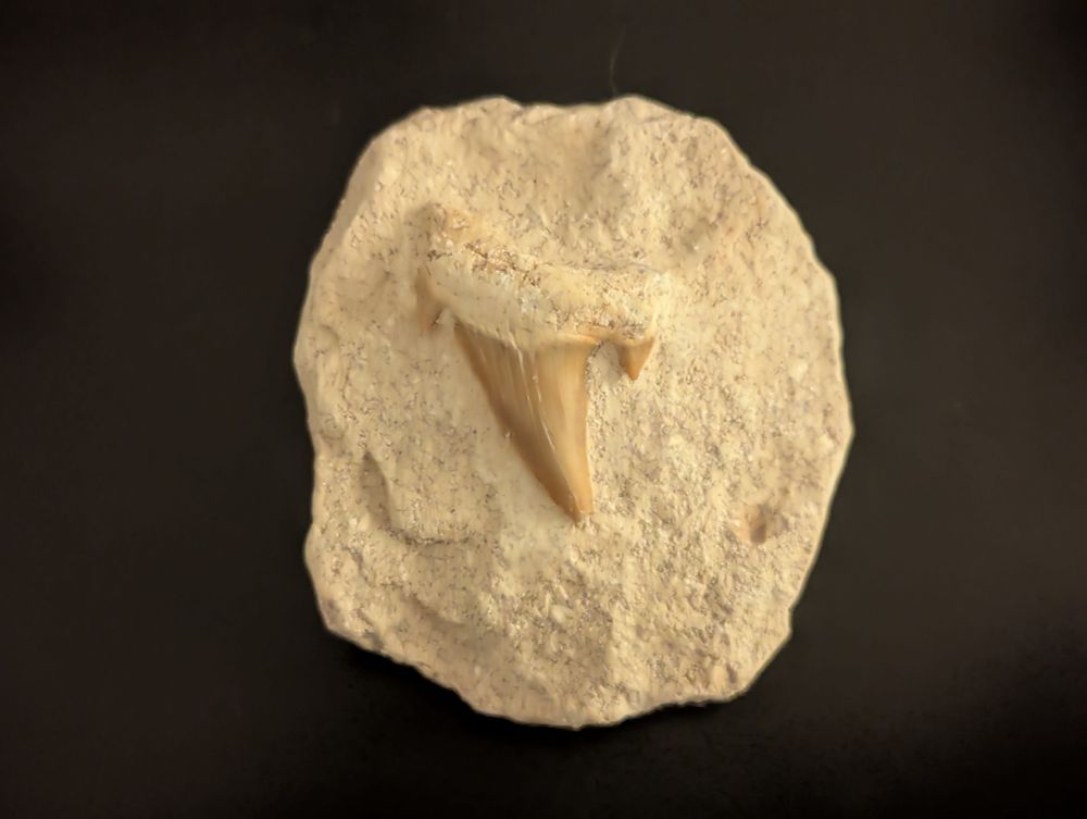 Shark tooth in matrix