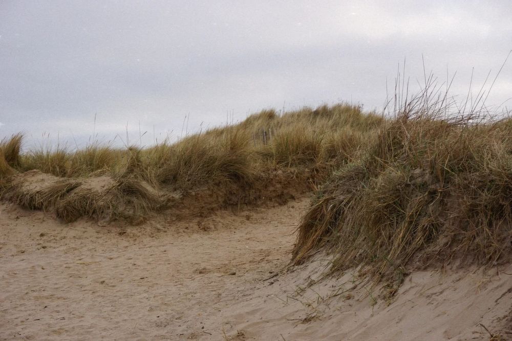 A landscape shot of a grassy bank on a beach