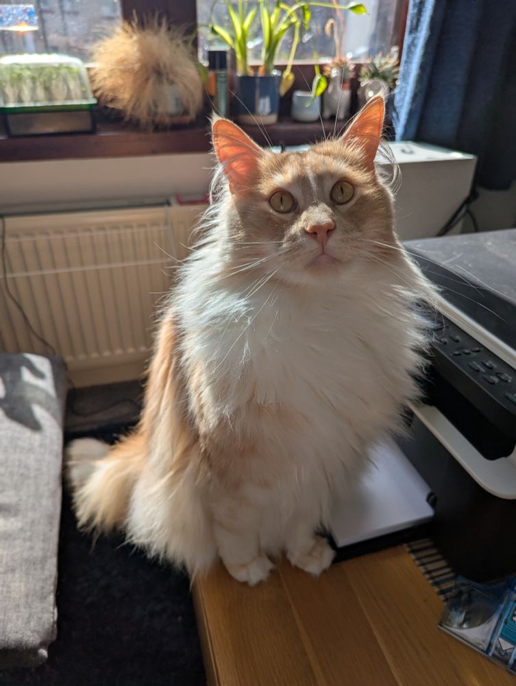 A picture of a ginger and white cat sitting, back lit by the sun