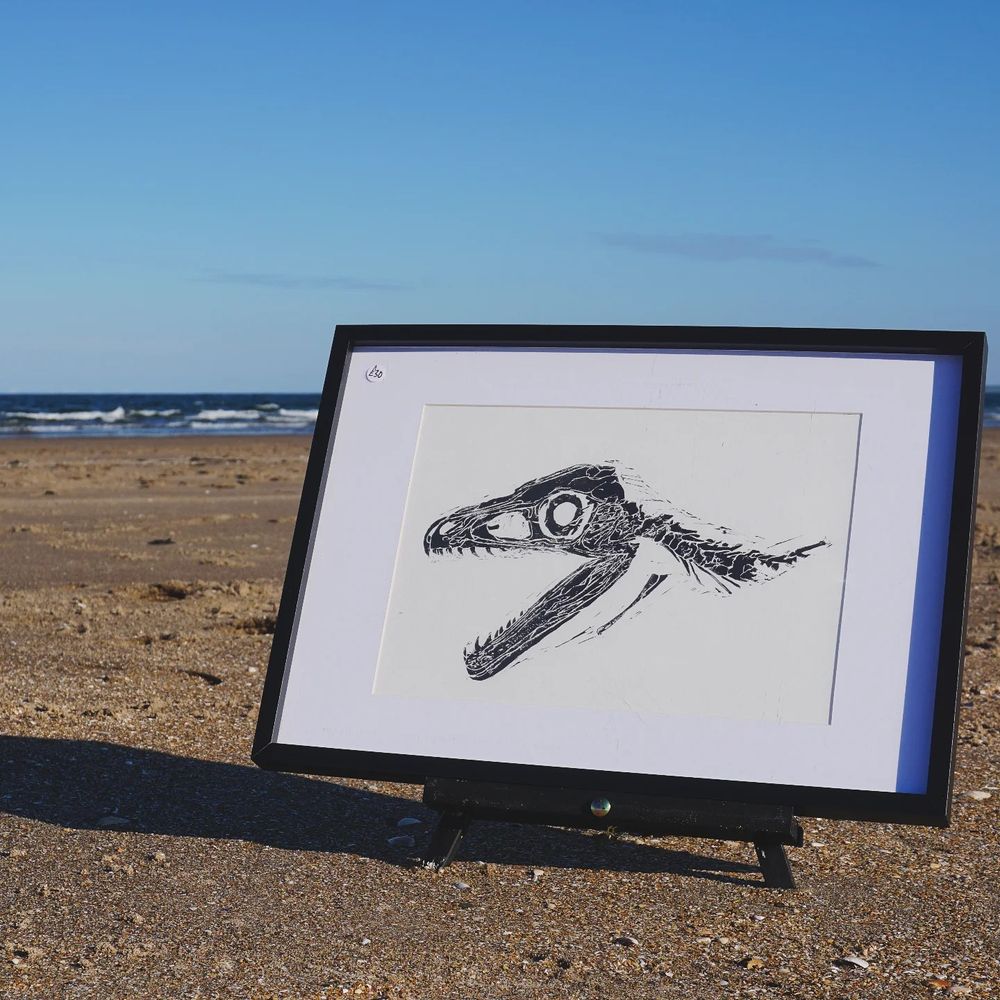 A framed artwork on the beach. The artwork is of a fossilised skull of Sciurimimus 