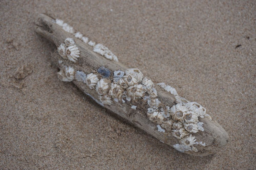 A close up shot of a piece of driftwood on sand. The wood has barnacles on it.