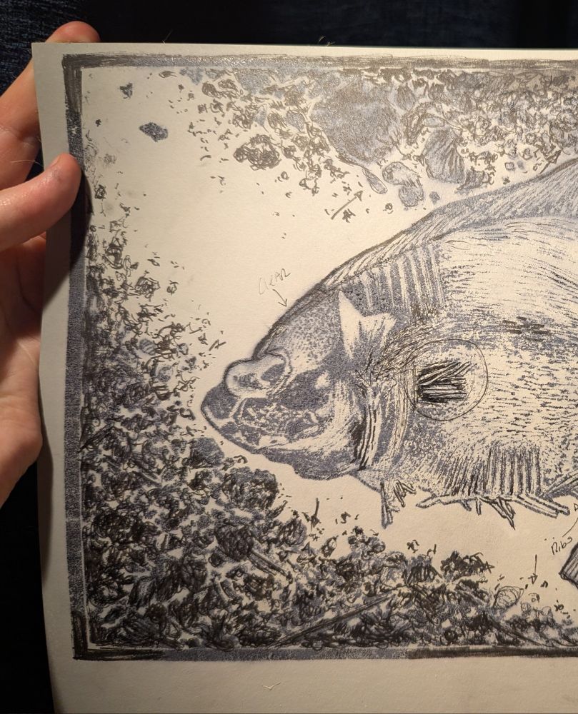 A black sketch of a fish on lino