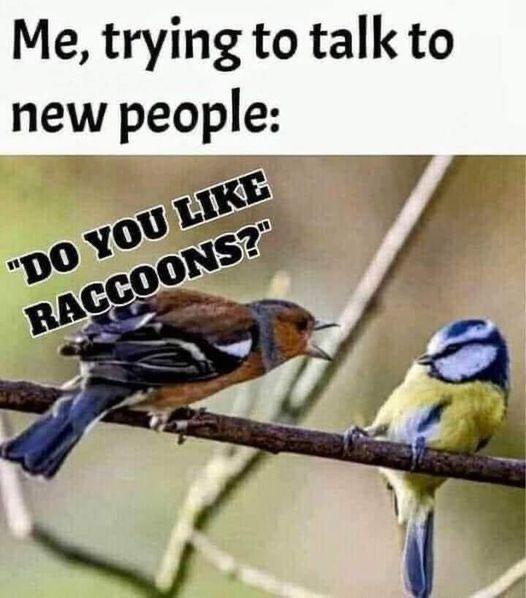 Image of 2 birds with heading, “Me trying to talk to new people”
One bird is loudly shouting, the second is recoiling, text. “DO YOU LIKE RACCOONS?”