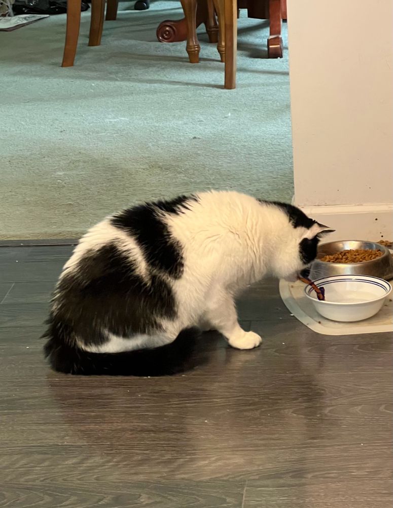 Hemi the black and white cat dropping his pipe cleaner in his water bowl. Again. This has become his new favorite routine. But not mine.