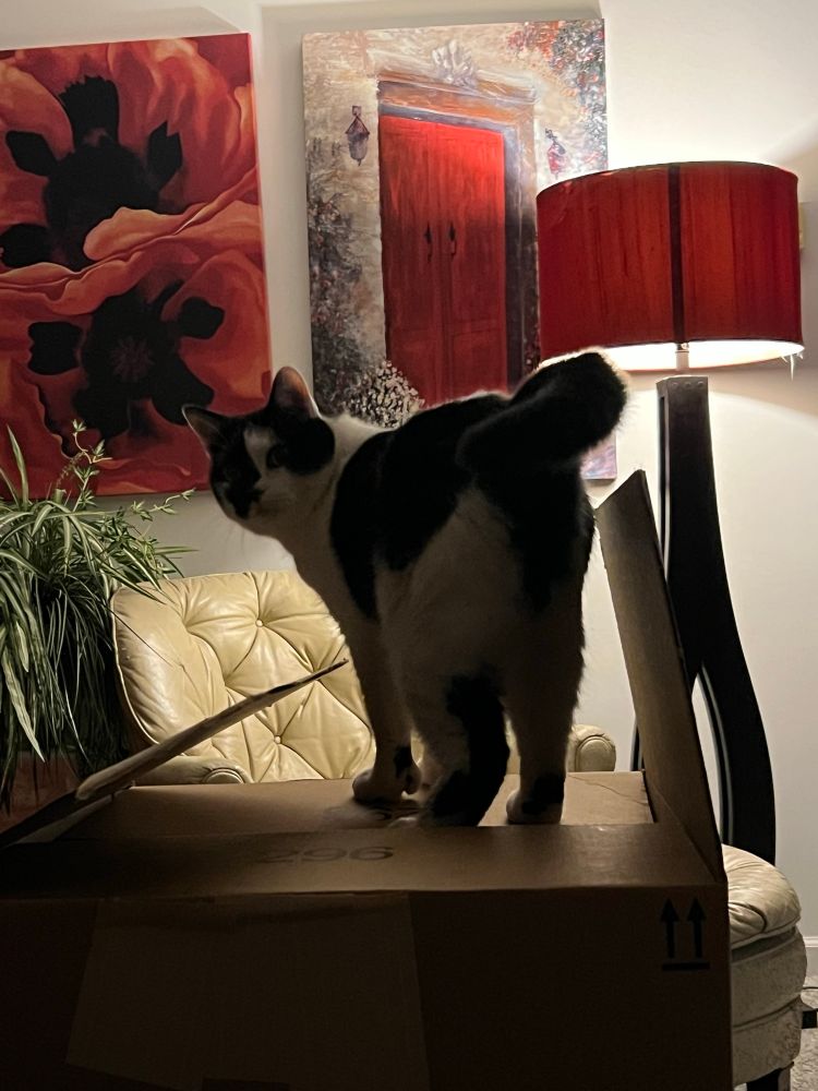 Hemi the black and white cat snooping to see what everyone is getting for Christmas. Notice the complete lack of guilt or concern that he’s been caught in the act. I swear he understands what I say because he lost interest when I told him his weren’t inside. His are stashed in a cabinet with a childproof lock on it. He cannot be trusted.