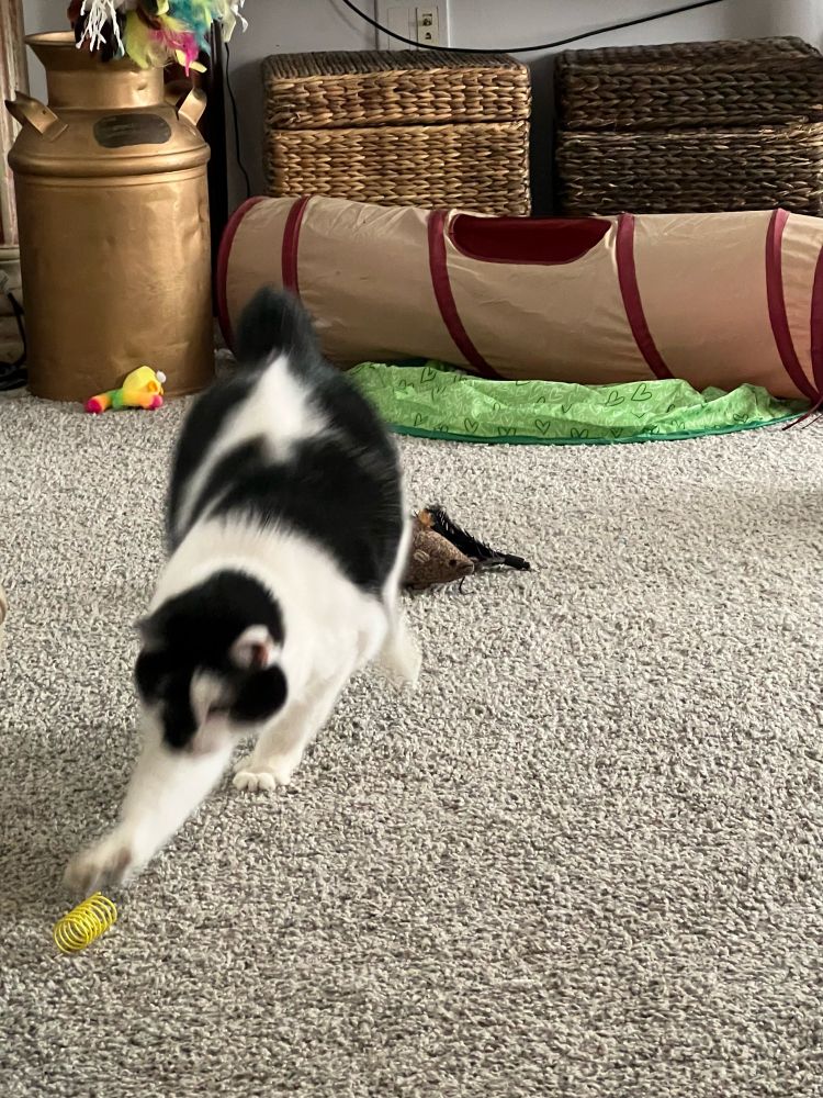 Hemi the black and white cat chasing his yellow spring across the room. It’s the last one I can find and I should order them in bulk too.