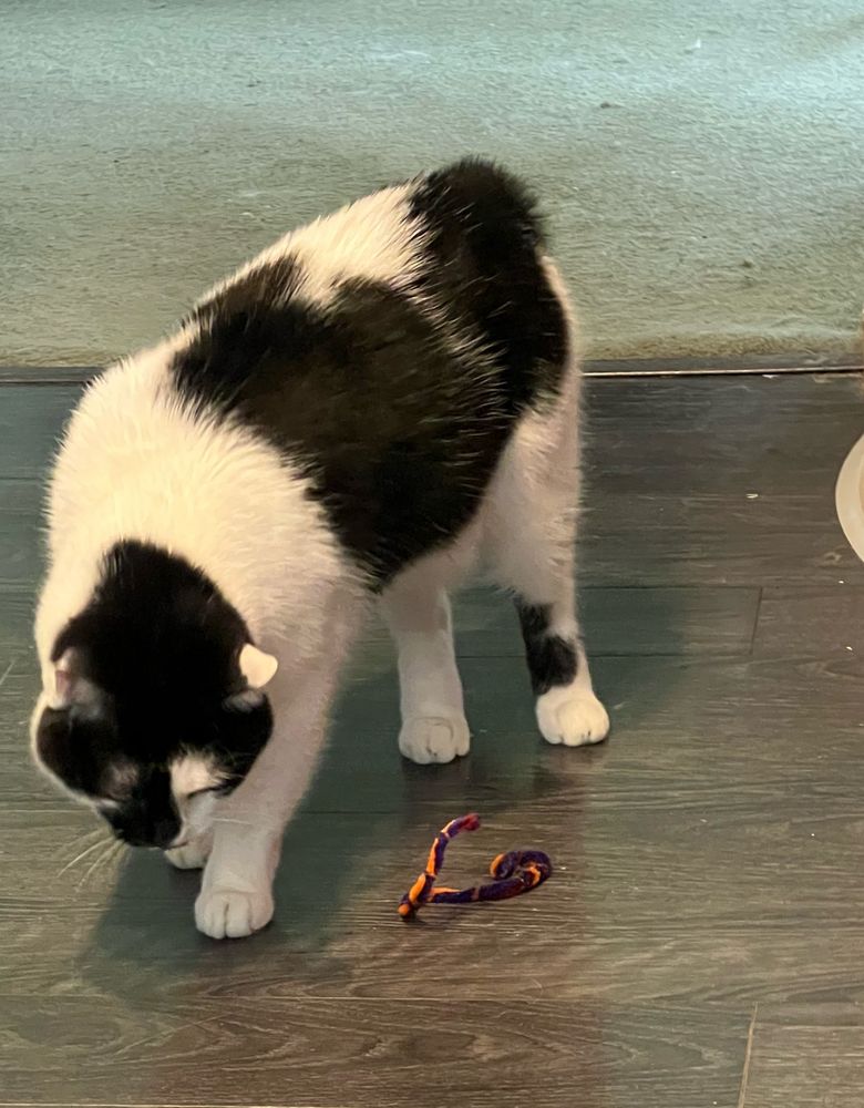 Hemi the black and white cat who was pushing his pipe cleaner towards his water bowl again until I asked him what he was doing. He stopped for now but will return as soon as he knows I’m not watching. We’ve done this four times already today.