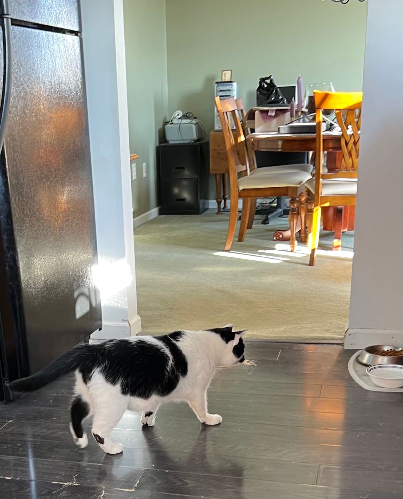 Hemi the black and white cat who carried his rope to me for “show and tell” is now walking straight to his water bowl. His intent is clear and he won’t be stopped by anything that I can do. He will now drop it in, wait until it’s saturated completely, and then pull it out and shake the water everywhere. I’m getting used to it.
