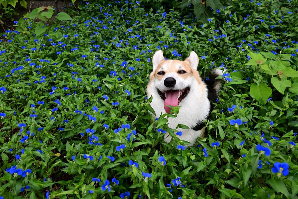 青い露草の群れに埋もれて笑う三毛コーギー。
この後、草刈りされちゃった。