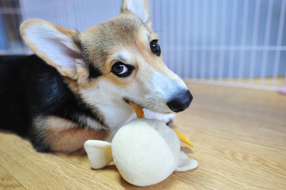 ひよこのぬいぐるみの足を　ガジガジ　しながらこっちを見ている三毛コーギー。
仔犬からちょっと育った頃で顔が細長い。