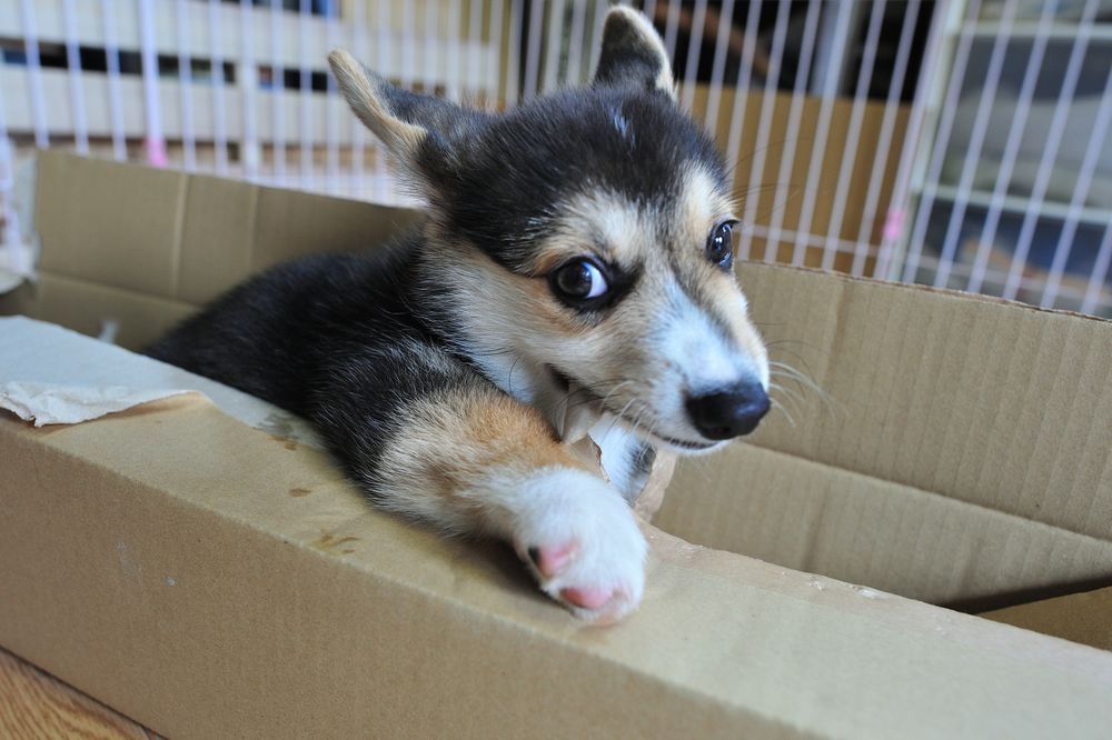 段ボール箱に入って段ボールについてる粘着テープをかじりとる三毛コーギーの子犬。
なにやら得意げな顔をしてこっちを見てる。