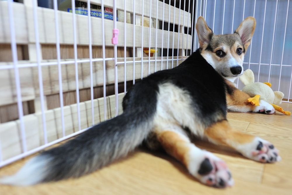 ひよこのぬいぐるみで遊ぶ、しっぽつき三毛コーギーの仔犬のお尻と後ろ足を撮ろうとしたら、気がつかれた…………微妙な顔でこっちを見てる。