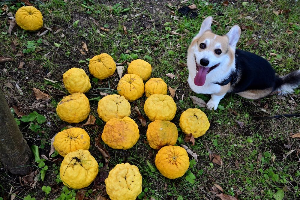 鬼柚子の木の下に落ちた鬼柚子の実が集められてて、それと一緒に笑う三毛コーギー。
木にはまだたくさん実ってた。
