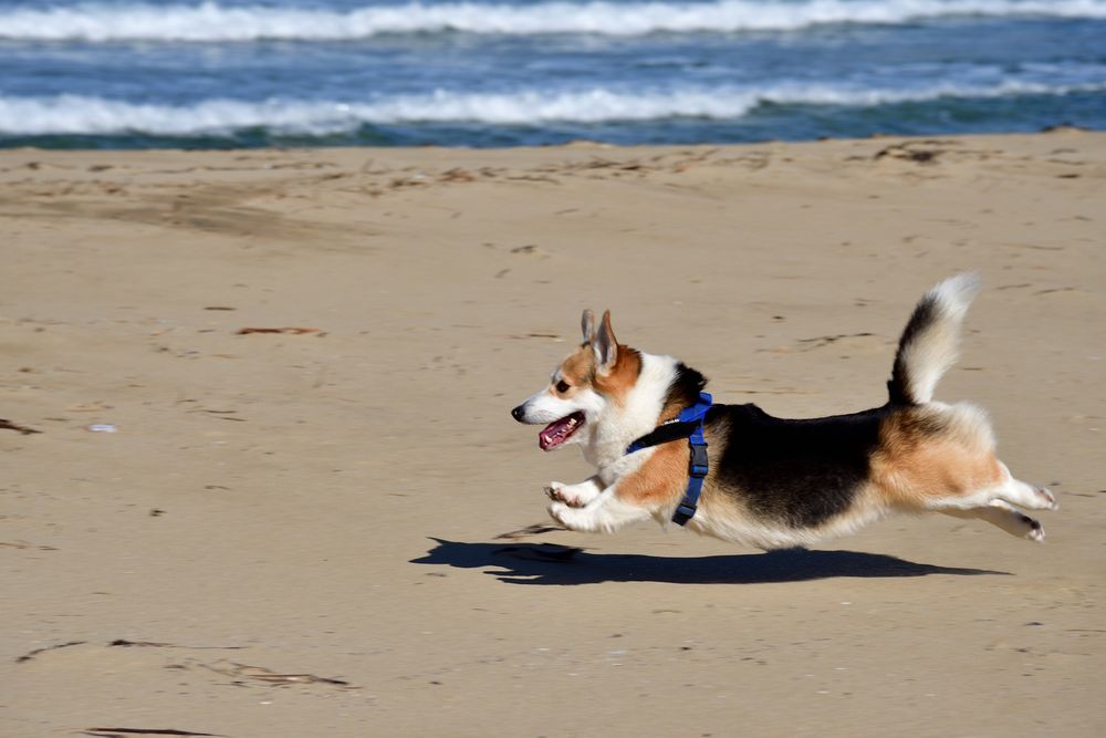 ちょっぴり黄色い勝手に「きなこ」と呼んでる浜でかっ飛ぶしっぽつき三毛コーギー。
前足も後ろ足も伸びて空中に浮いてるけど、短足なので大して高さ長いのがおかしくもらぶりぃ。