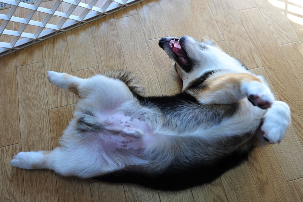 くにっと体を曲げて仰向けで、だらしなく寝ている三毛コーギーの仔犬。