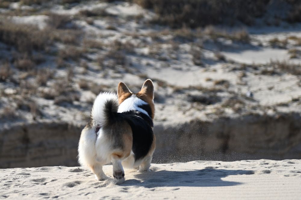 砂浜で砂を巻き上げながら歩くしっぽつき三毛コーギーの後ろ姿。
くるんと巻いたしっぽと白いお尻、チラッと見える後ろ足の肉球がらぶりぃ。