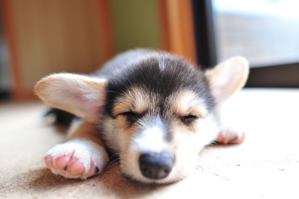 寝ている三毛コーギーを正面から　パチリ！
前足の肉球がチラッと見えてる。