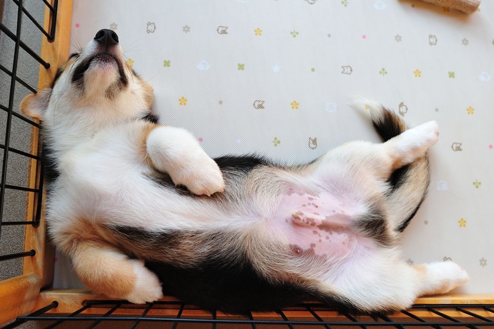 でろれん　とへそ天で寝ているしっぽつき三毛コーギーの仔犬。