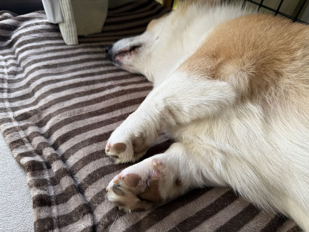 横になって寝ている三毛コーギーの前足の肉球と顎（笑）