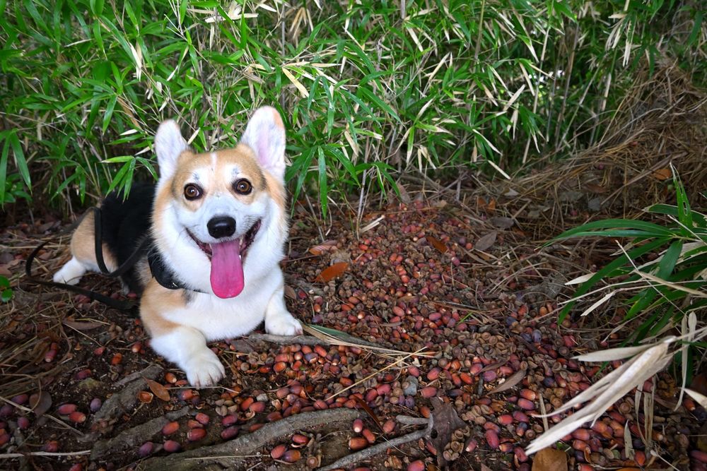 マテバシイの木の下にどんぐりが足の踏み場もないぐらいにびっしり！落ちてた。
どんぐり絨毯に伏せって楽しそうにこっちを見ている三毛コーギー。