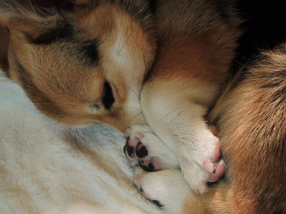 きゅっとちんまりまるまって、鼻先を前足と後ろ足で隠して寝ている三毛コーギー。
