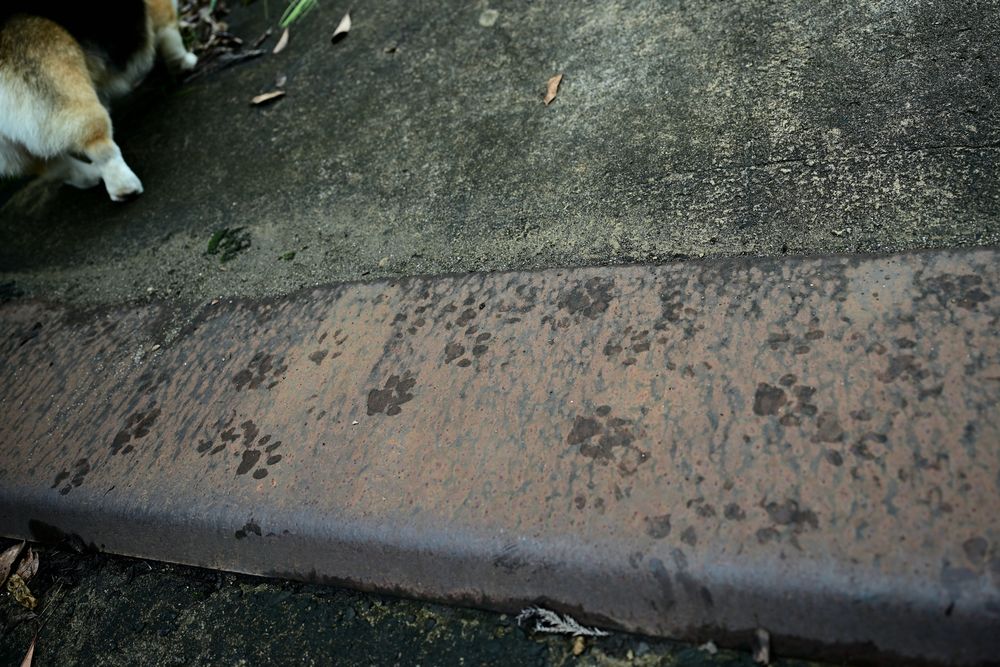 道路と橋の継ぎ目の鉄板に犬の足跡が点々と……画面の隅には足跡をつけた主の短い後ろ足がチロっと写ってる。