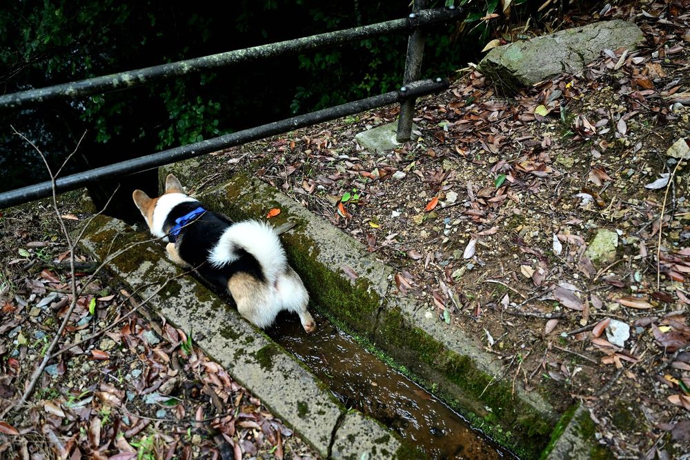 川へと落ちる用水路の端っこから下をのぞき込んでいるしっぽつき三毛コーギー。
白いお尻とチラッと見える右後ろ足がらぶりぃ。