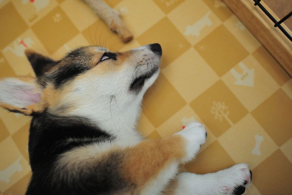 白目むいて寝ている三毛コーギーの仔犬。ほんのちょっぴりこあい。