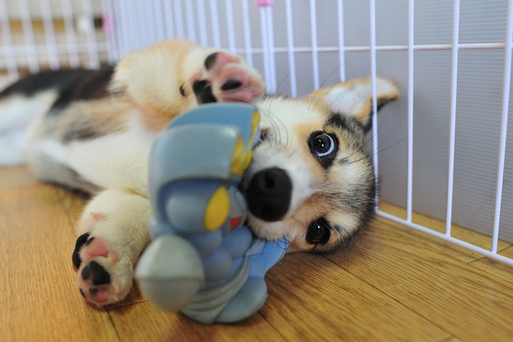 寝っ転がってバルタン星人のおもちゃにかじりついてる三毛コーギーの仔犬。
チロっと両前足の肉球が見えてる。