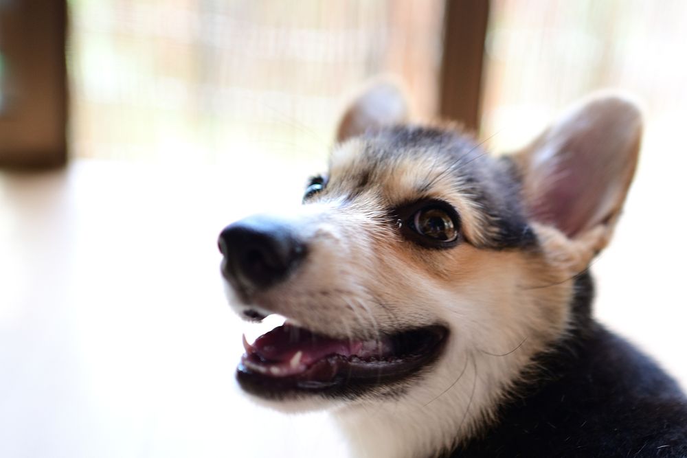 なんだか嬉しそうにこっちを振り返った三毛コーギーの仔犬。（ちょっと育って仔犬感減った）